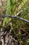 Grooved flax